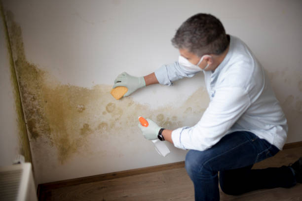 Best Industrial Mold Remediation  in South Highpoint, FL