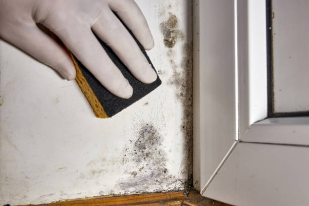 Best Environmental Consulting for Mold Prevention  in South Highpoint, FL